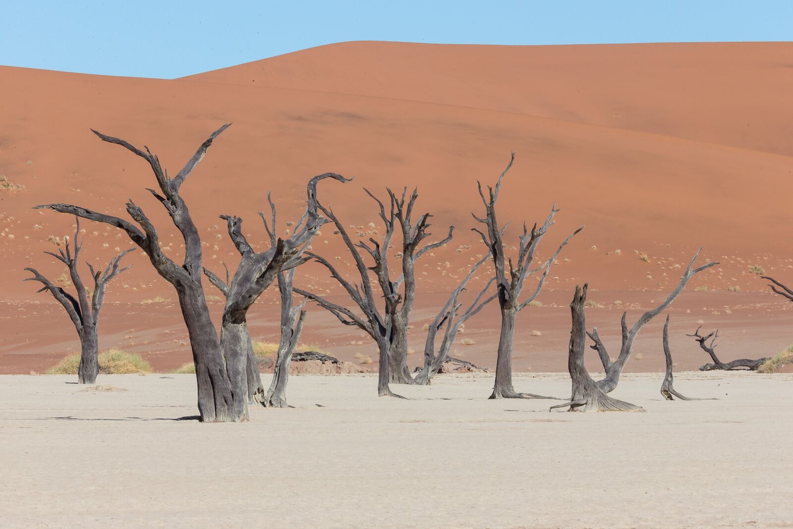 Canon EOS-1D X sample photo. Deadvlei, desert, tree photography