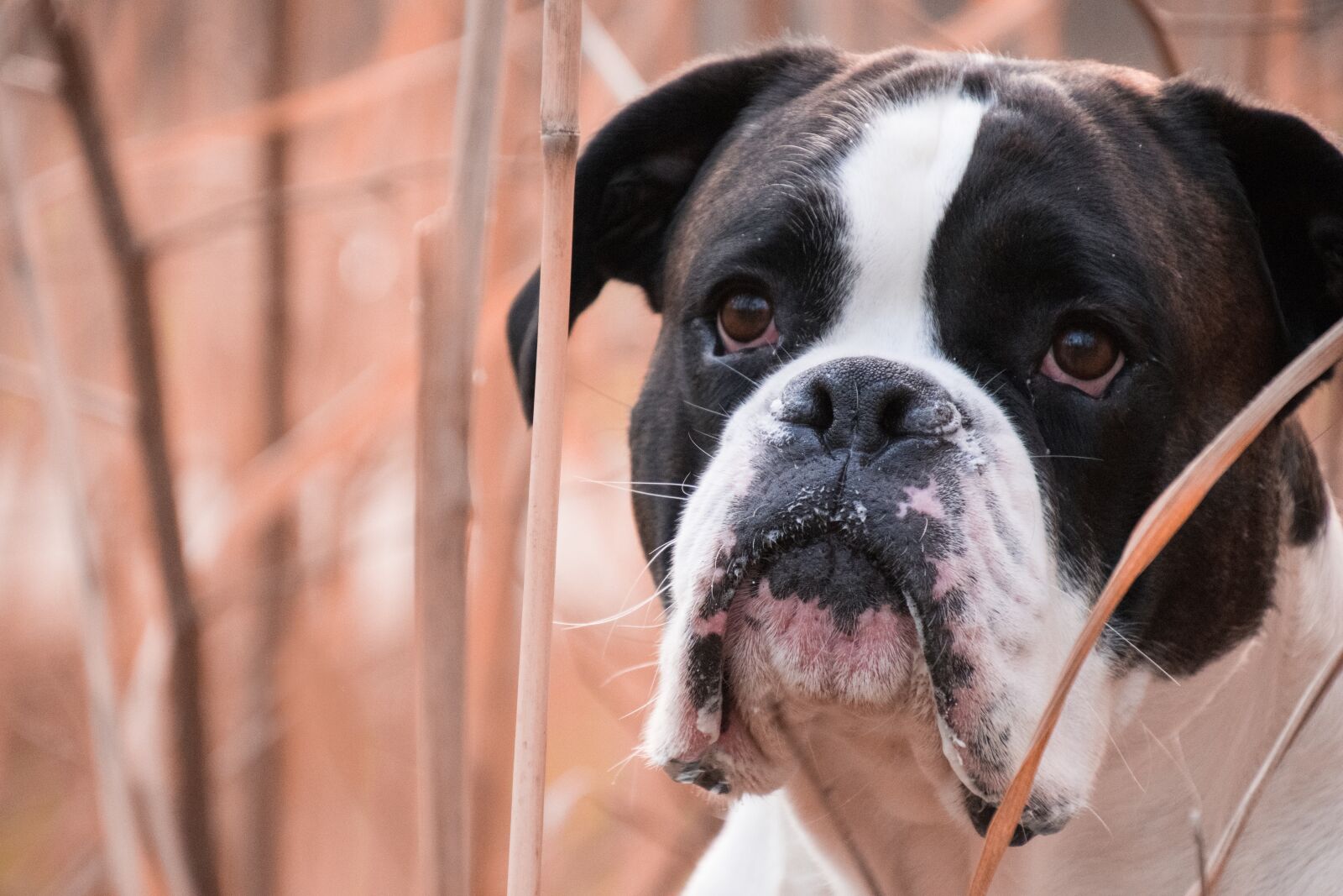 Nikon D3300 sample photo. Dog, portrait, cute photography