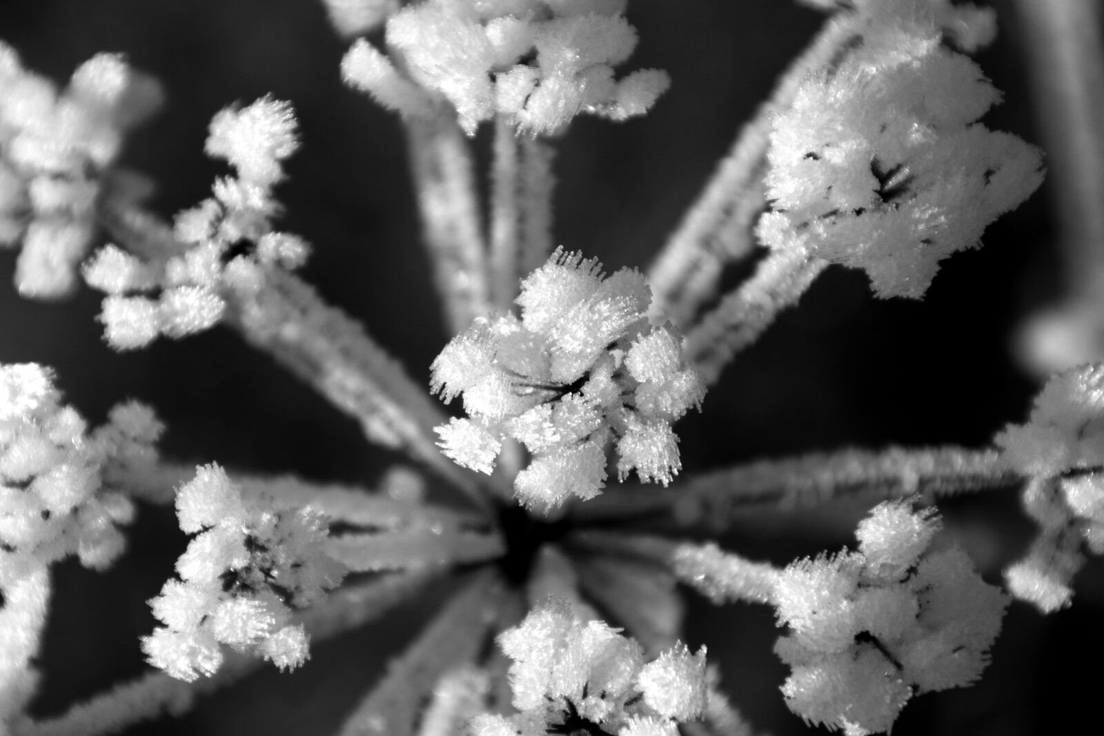 Canon TS-E 90mm F2.8 Tilt-Shift sample photo. Flower, pistil, winter photography