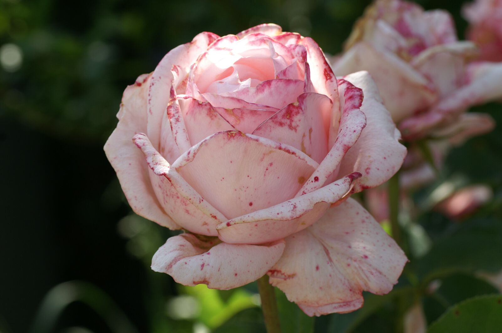 KONICA MINOLTA DYNAX 7D sample photo. Pink, rose, bloom photography