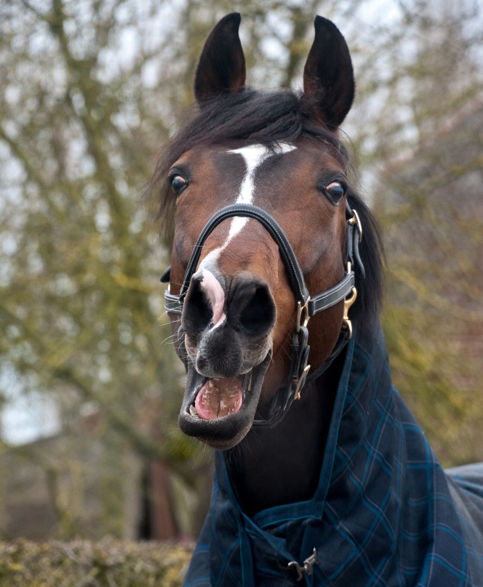Nikon D300 sample photo. Horse, neigh, head photography