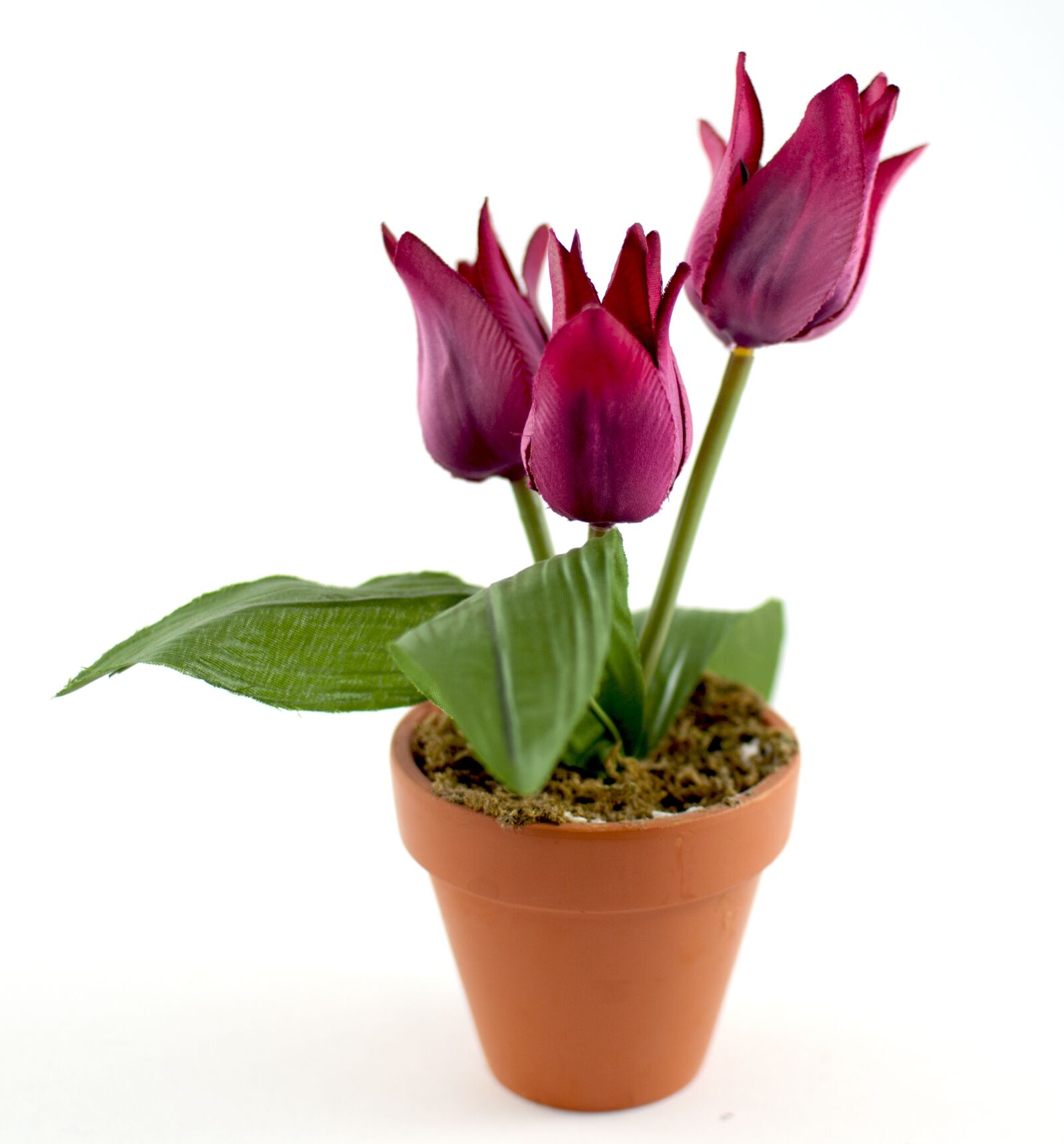 Nikon D80 sample photo. Flower, nature, flowers photography