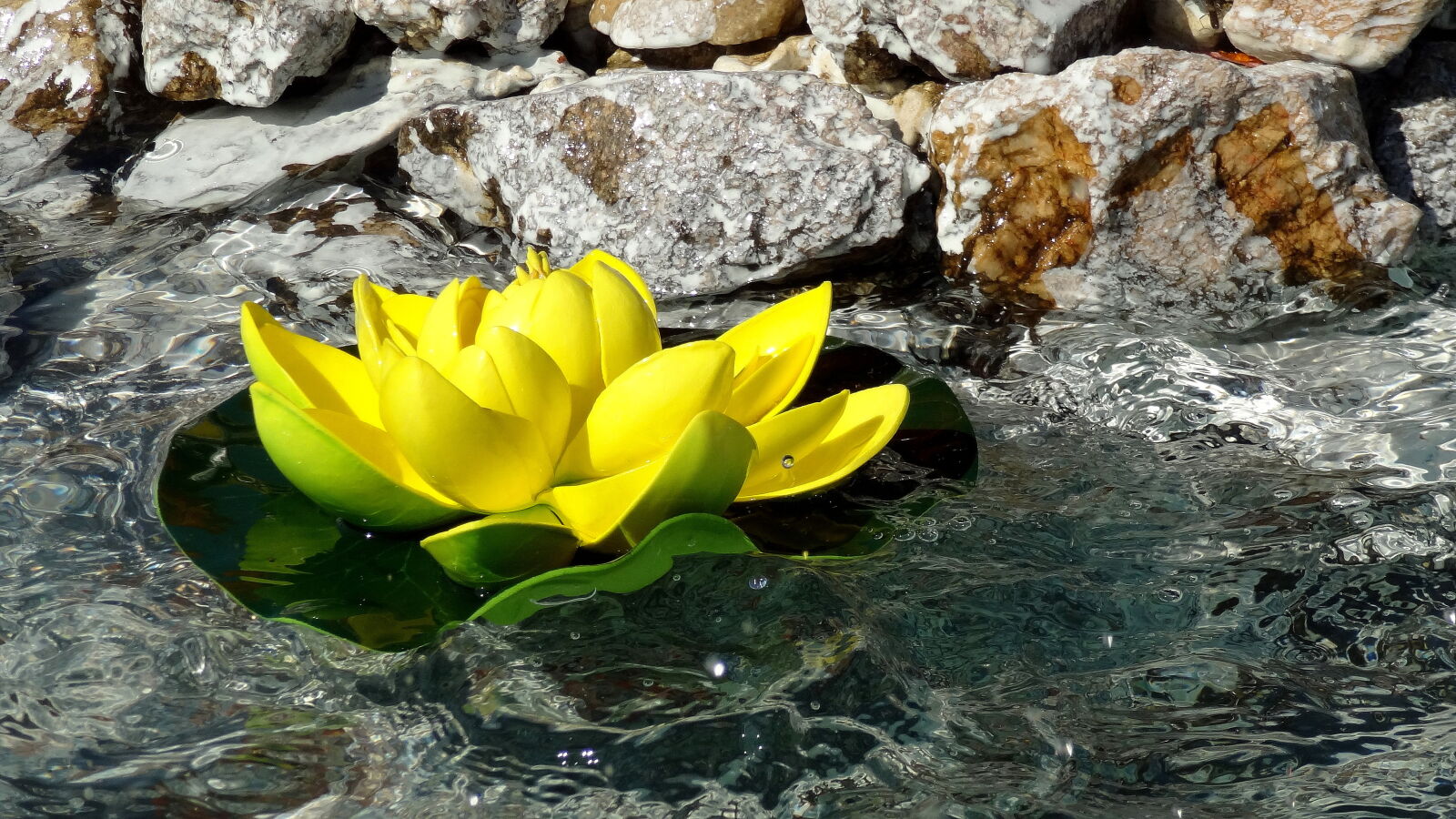 Sony Cyber-shot DSC-HX9V sample photo. Close, up, of, yellow photography