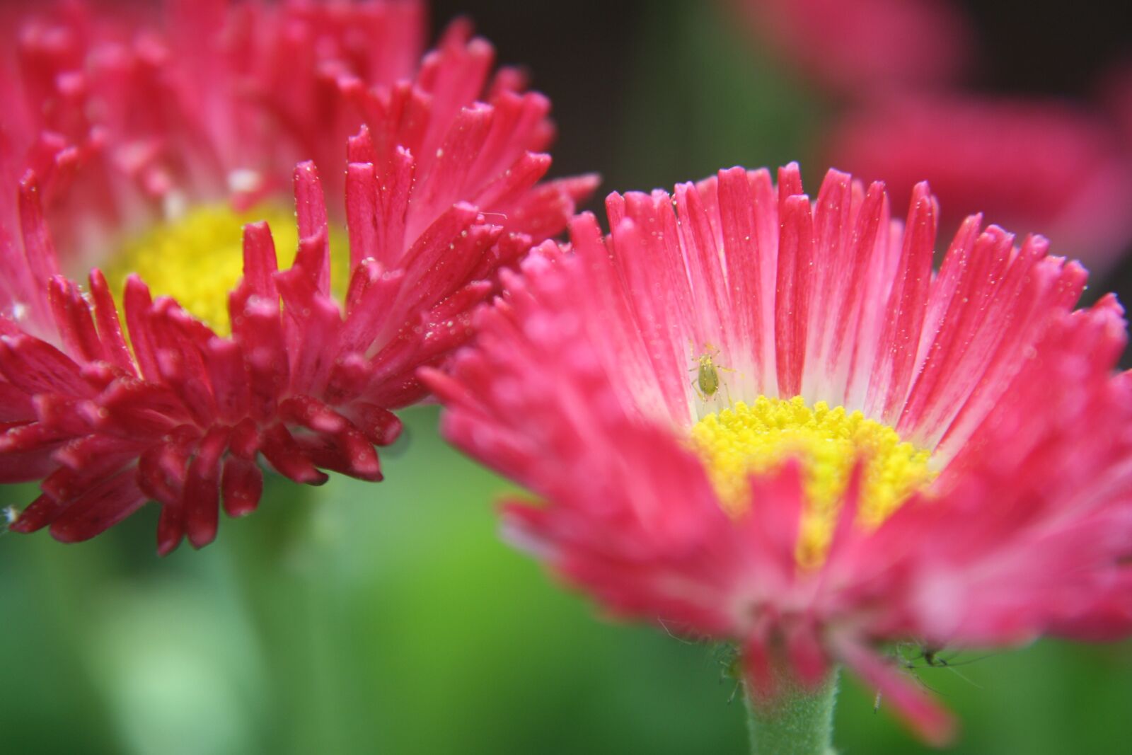 Canon EOS 1000D (EOS Digital Rebel XS / EOS Kiss F) sample photo. Daisies, daisy, aphid photography