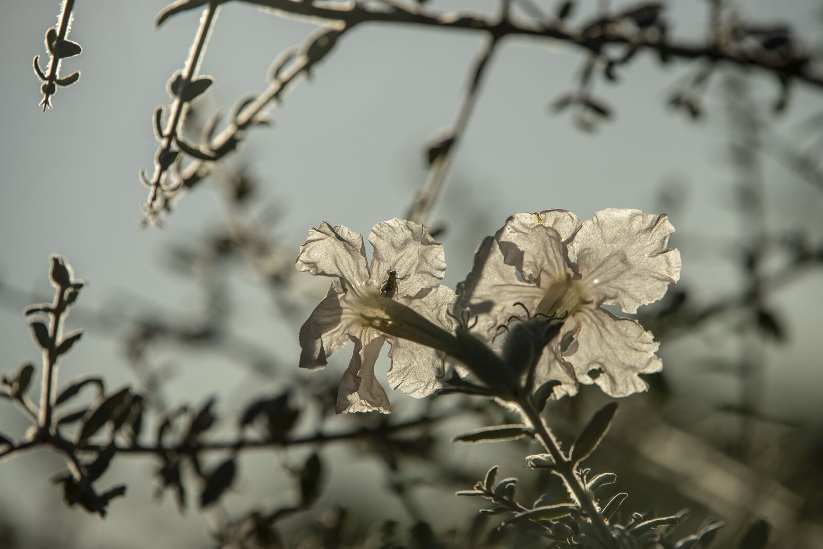 Canon EOS-1D X Mark II sample photo. Flower, plant, blossom photography