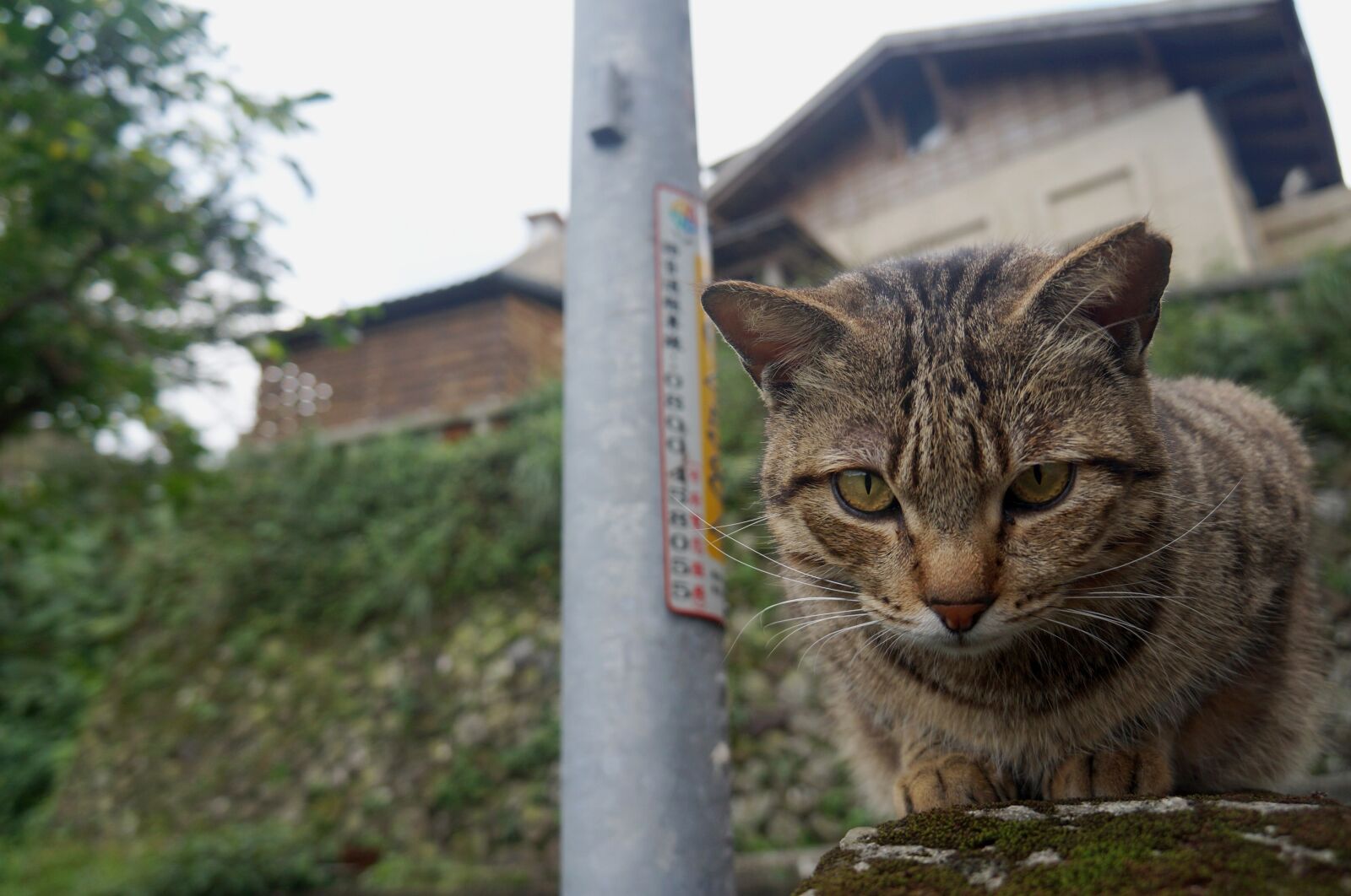 Sony Alpha NEX-F3 + Sony E 18-55mm F3.5-5.6 OSS sample photo. Cat, animal, street cat photography