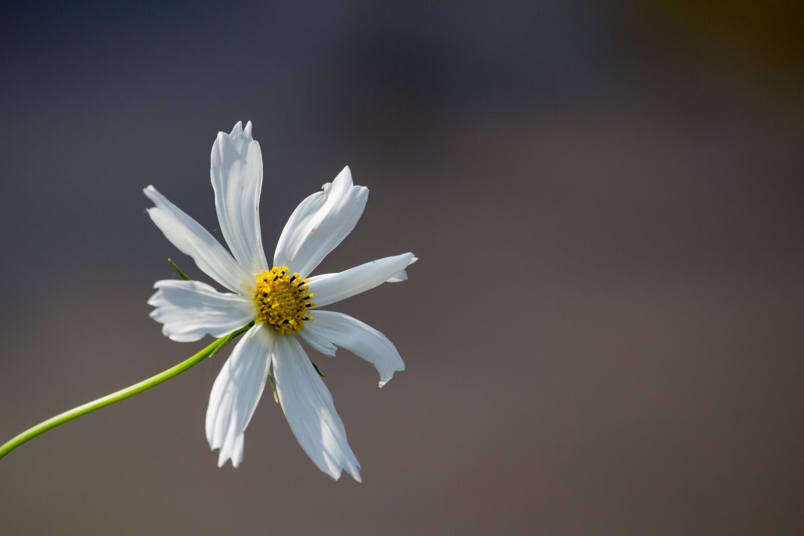 Canon EOS 100D (EOS Rebel SL1 / EOS Kiss X7) sample photo. White flower, nature, white photography