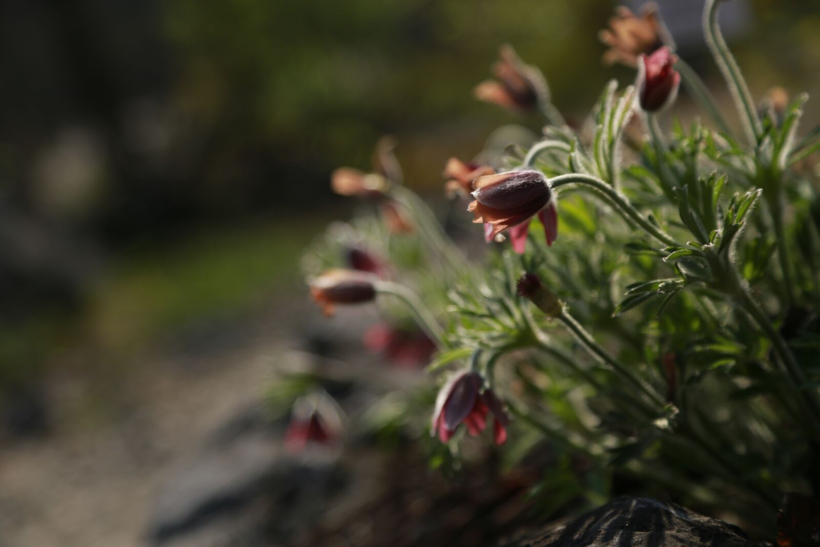 Canon EOS 6D + Canon EF 24-105mm F4L IS USM sample photo. Do mi flower, wildflower photography