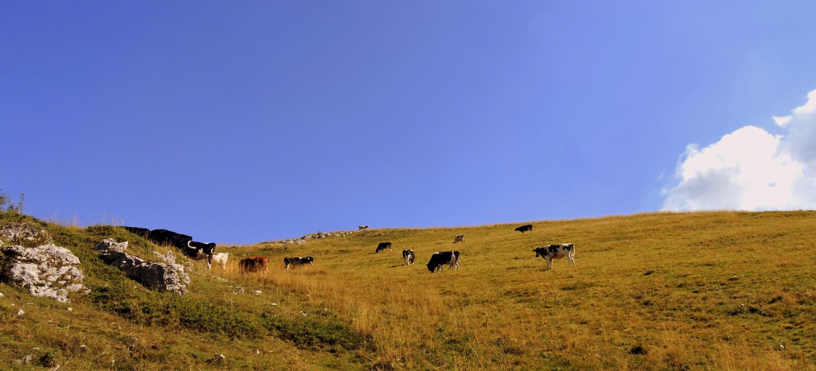Nikon Coolpix P600 sample photo. Herd, cow, pasture photography