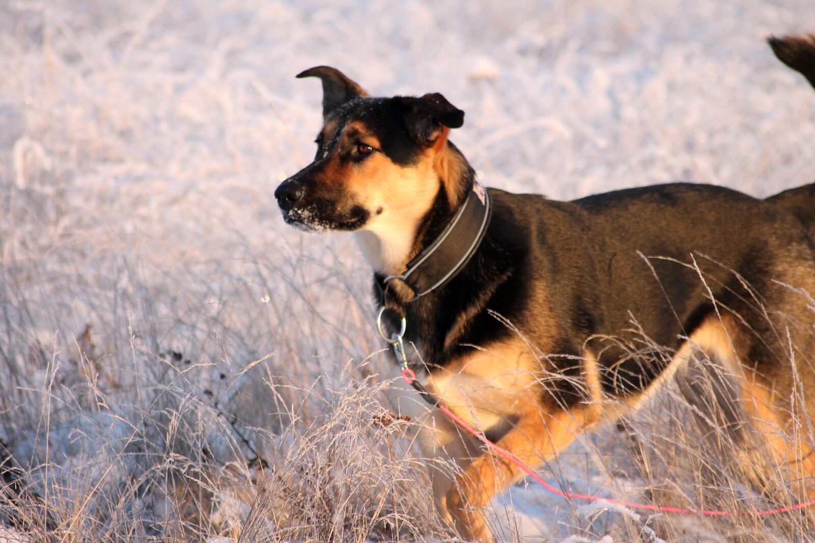 Canon EOS 1100D (EOS Rebel T3 / EOS Kiss X50) sample photo. Snow, dog, grown up photography