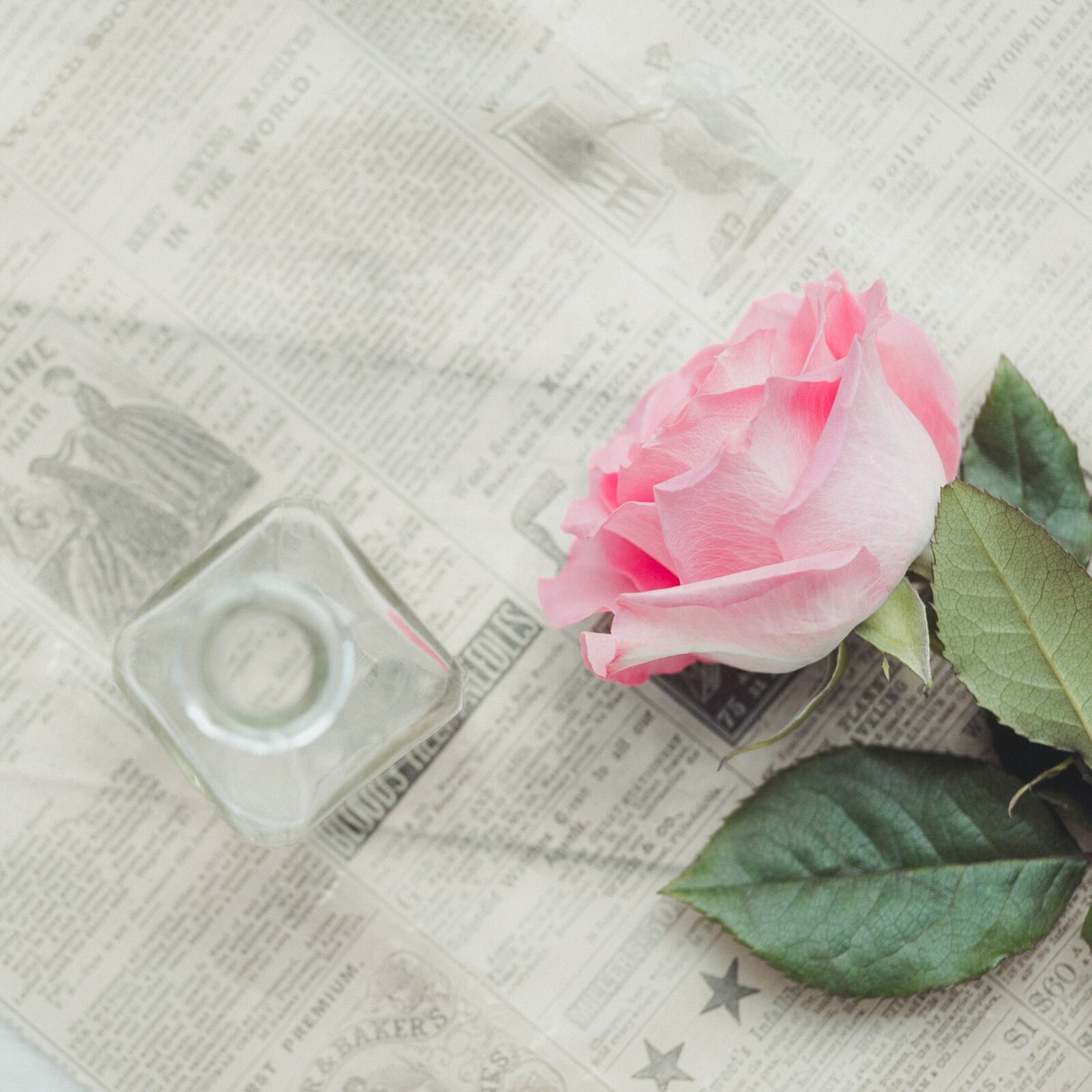 Nikon Df sample photo. Rose, still life, pink photography