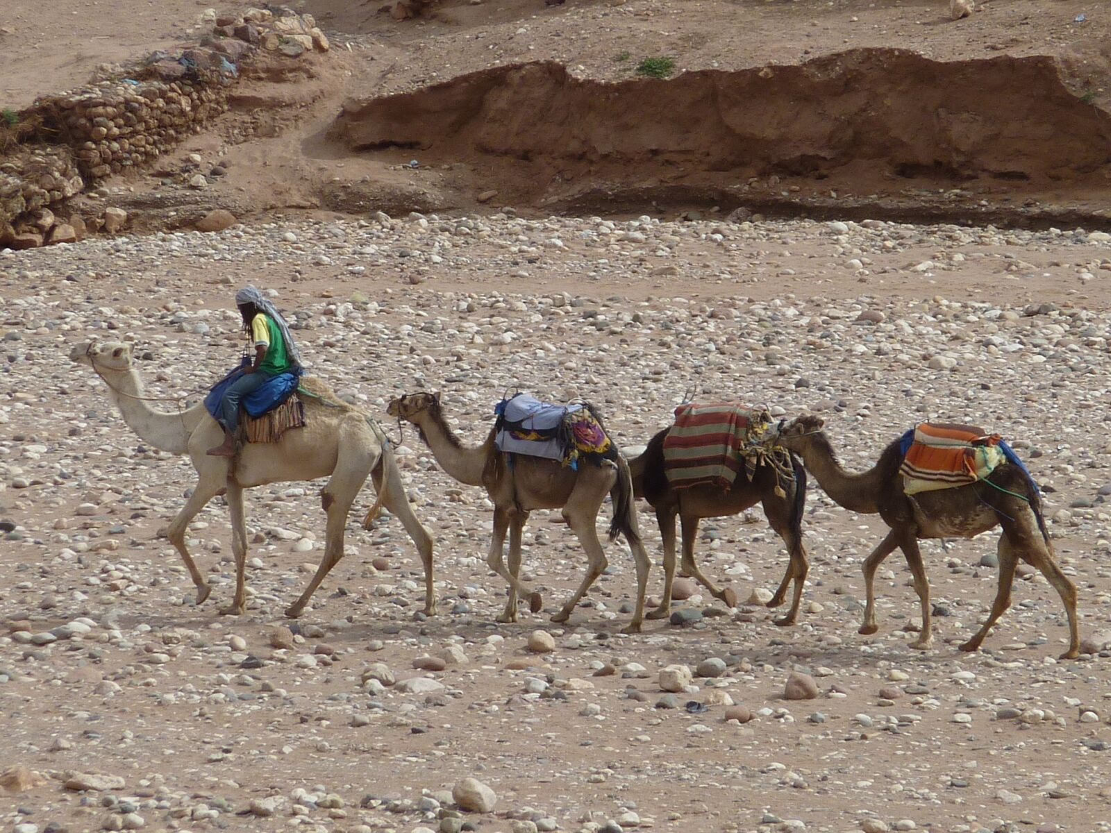 Panasonic DMC-TZ7 sample photo. Morocco, dromedary, camel photography