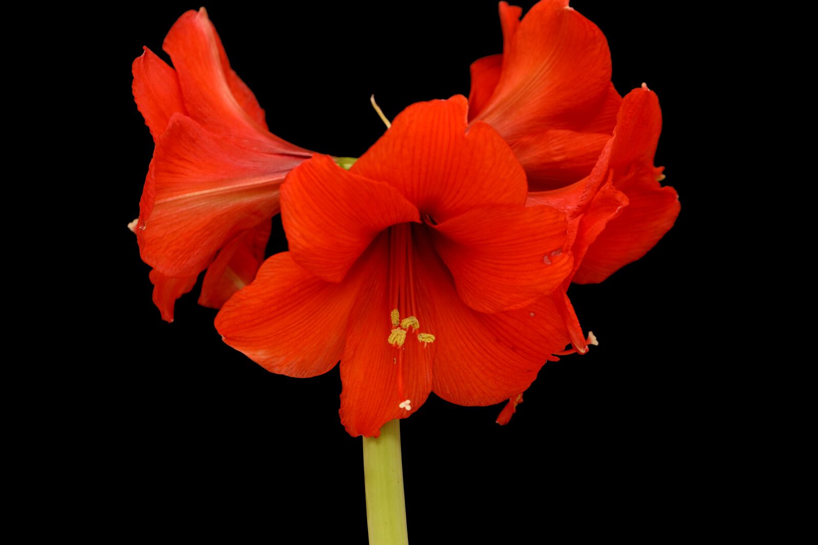 Canon EOS R sample photo. Amaryllis, flower, bloom photography