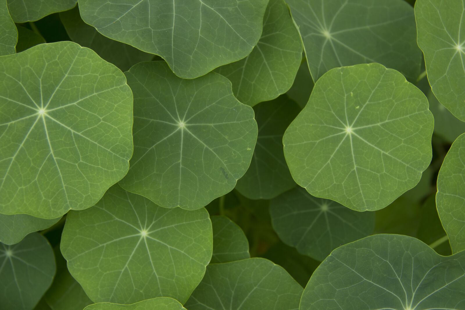 Canon EOS 600D (Rebel EOS T3i / EOS Kiss X5) sample photo. Plant, nasturtium, leaves photography