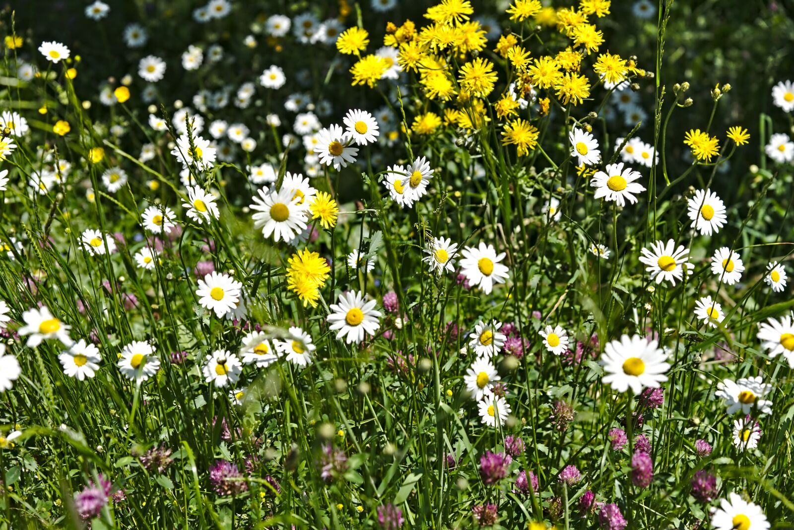 Nikon D750 sample photo. Meadow, flowers, daisies photography