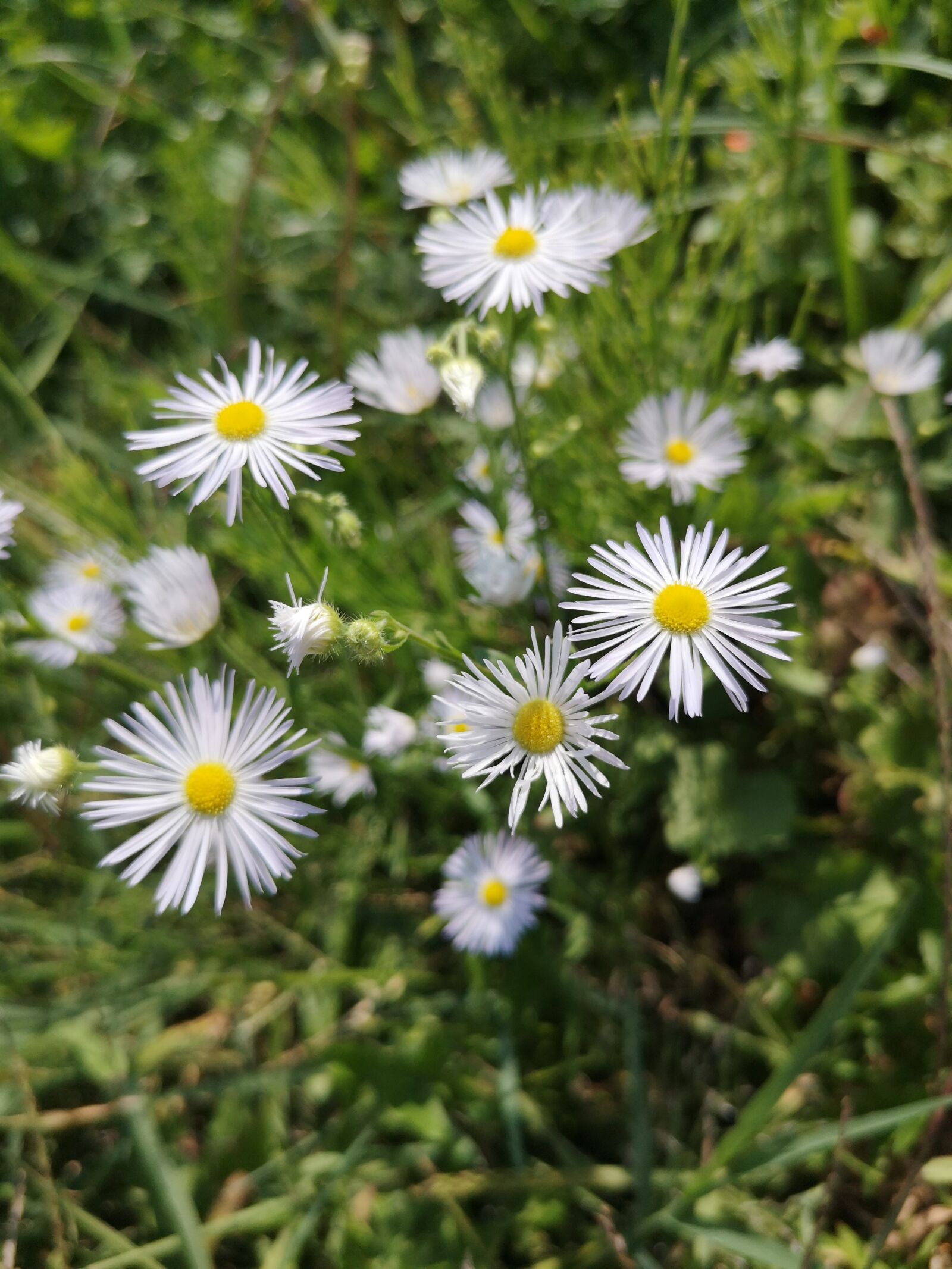 HUAWEI P20 sample photo. Sous rosettes, spontaneous flora photography