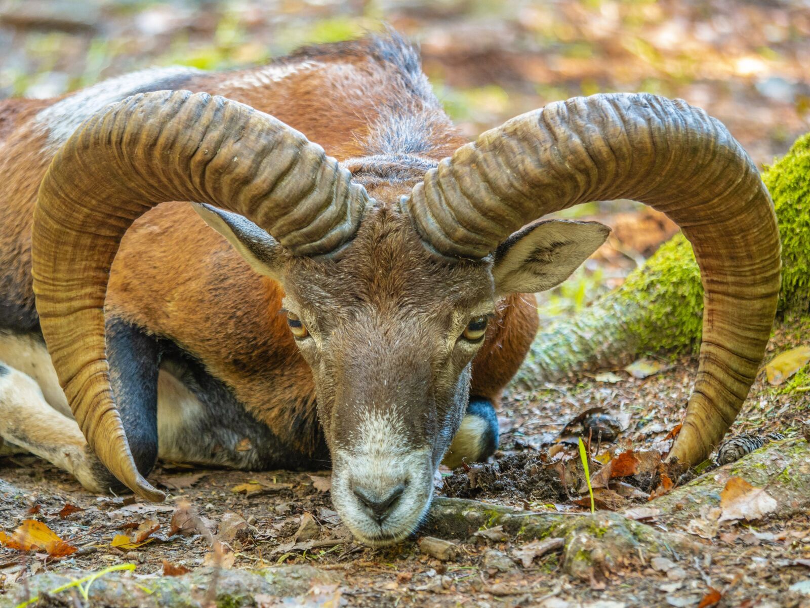 LUMIX G VARIO 100-300/F4.0-5.6II sample photo. Sheep, ram, mouflon photography