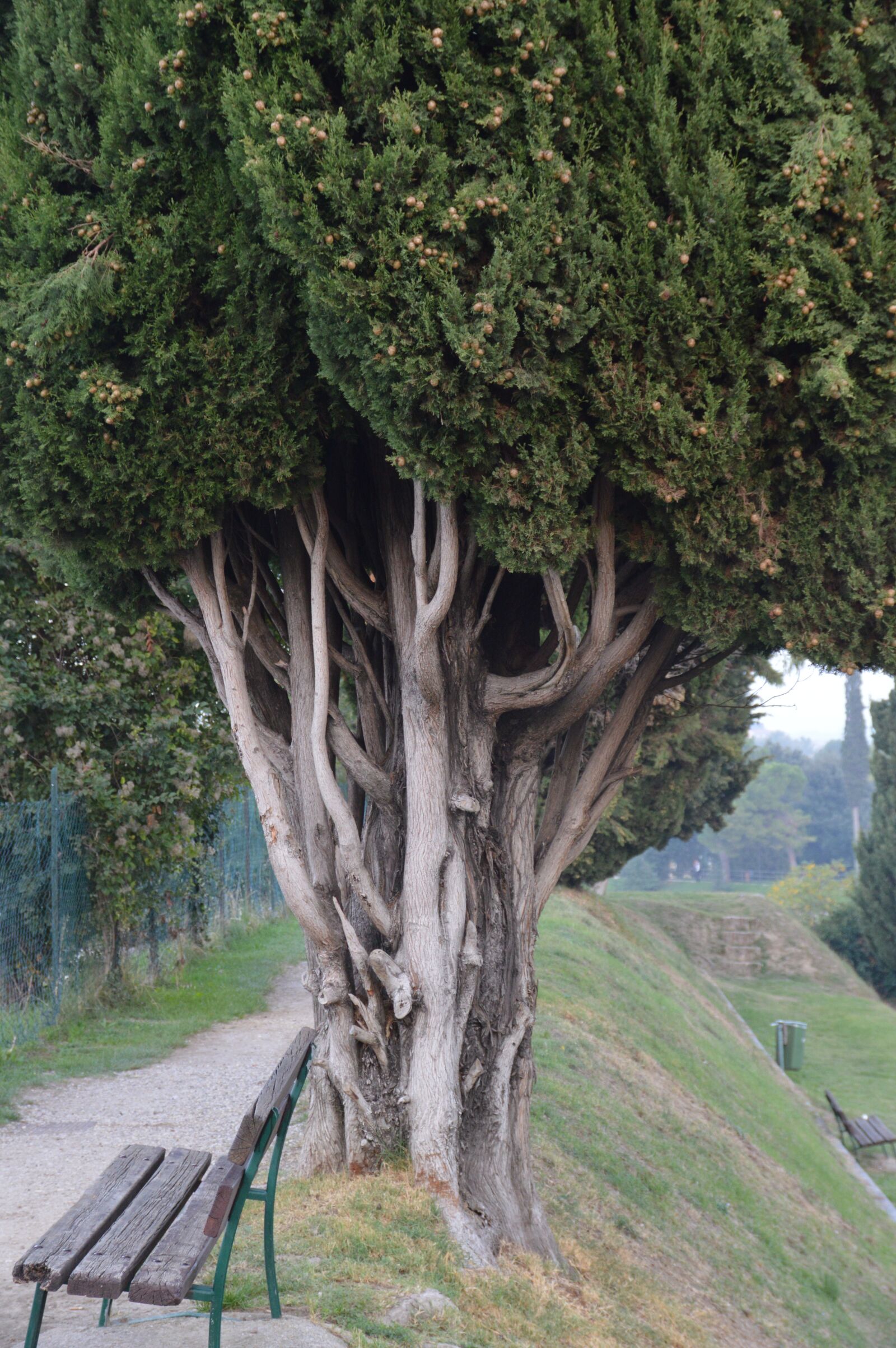 Nikon D3200 sample photo. Tree, old, wood photography