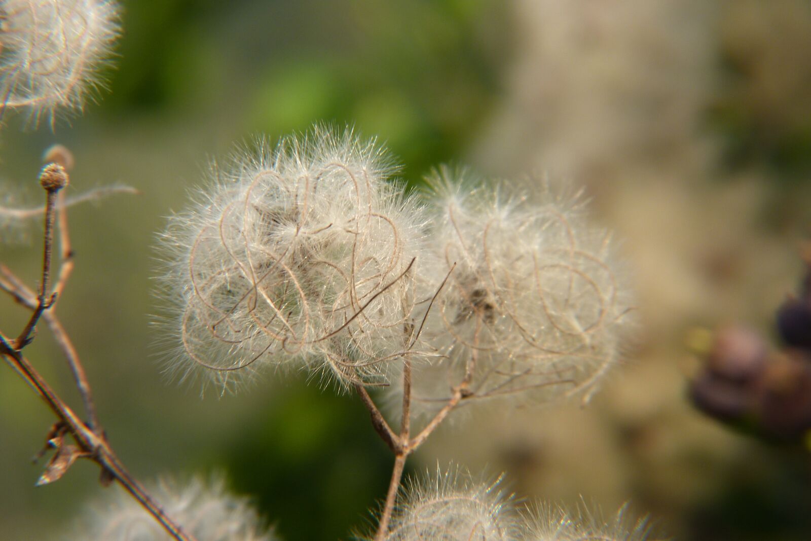 Panasonic Lumix DMC-FZ40 (Lumix DMC-FZ45) sample photo. Nature, fluffy, plant photography