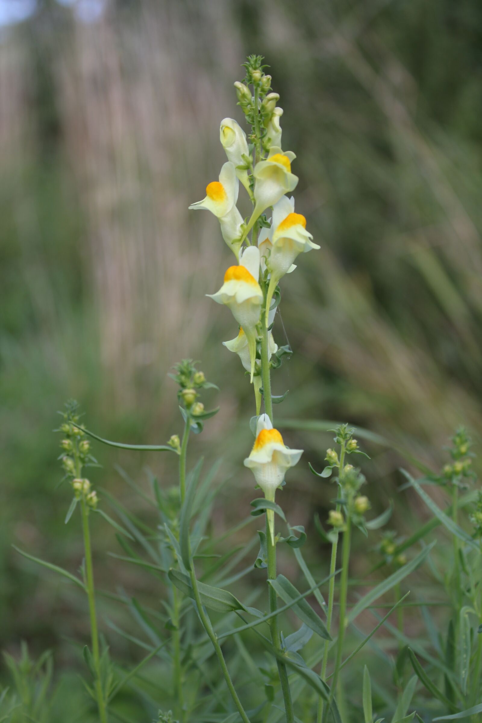 Canon EOS 550D (EOS Rebel T2i / EOS Kiss X4) sample photo. Wild flower, yellow, yellow photography