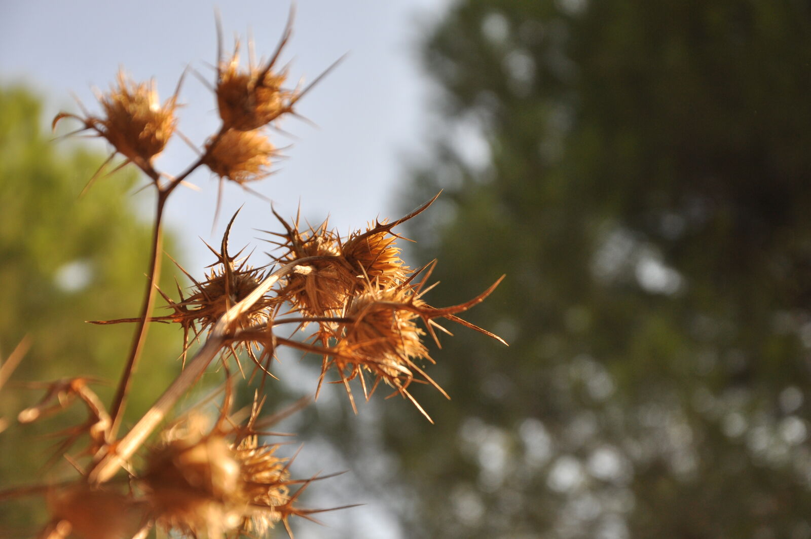 Nikon D90 sample photo