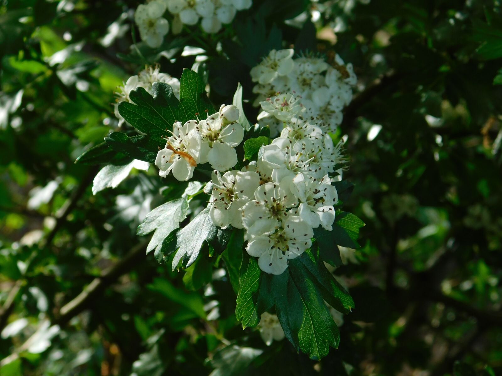 Nikon Coolpix B500 sample photo. Rhododendron, blossom, bloom photography