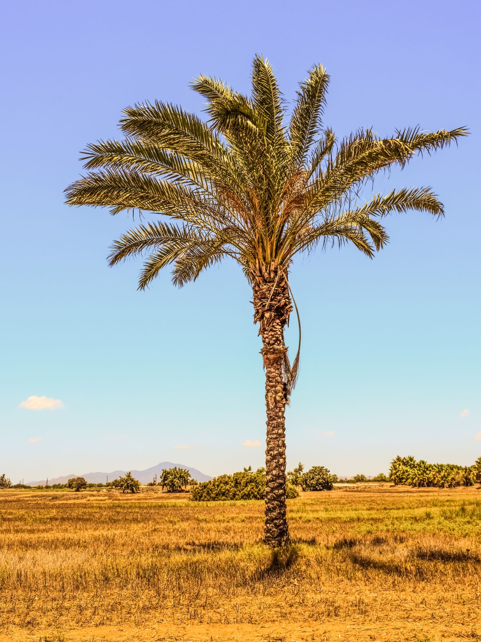 Nikon D3300 sample photo. Palm tree, field, landscape photography