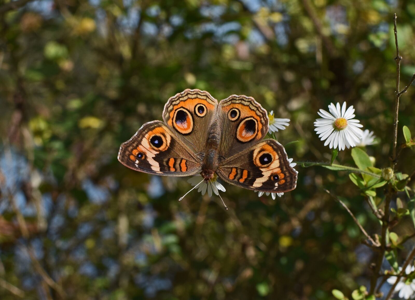 Nikon D3300 sample photo. Buckeye butterfly, butterfly, insect photography