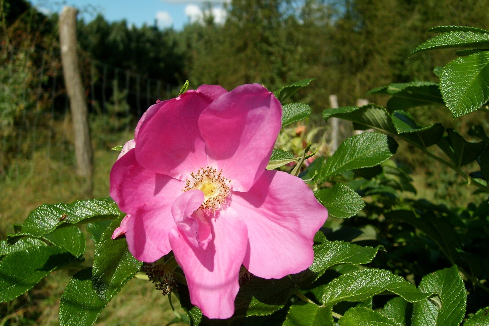 Samsung KENOX S730  / Samsung S730 sample photo. Wild rose, flower, rose photography