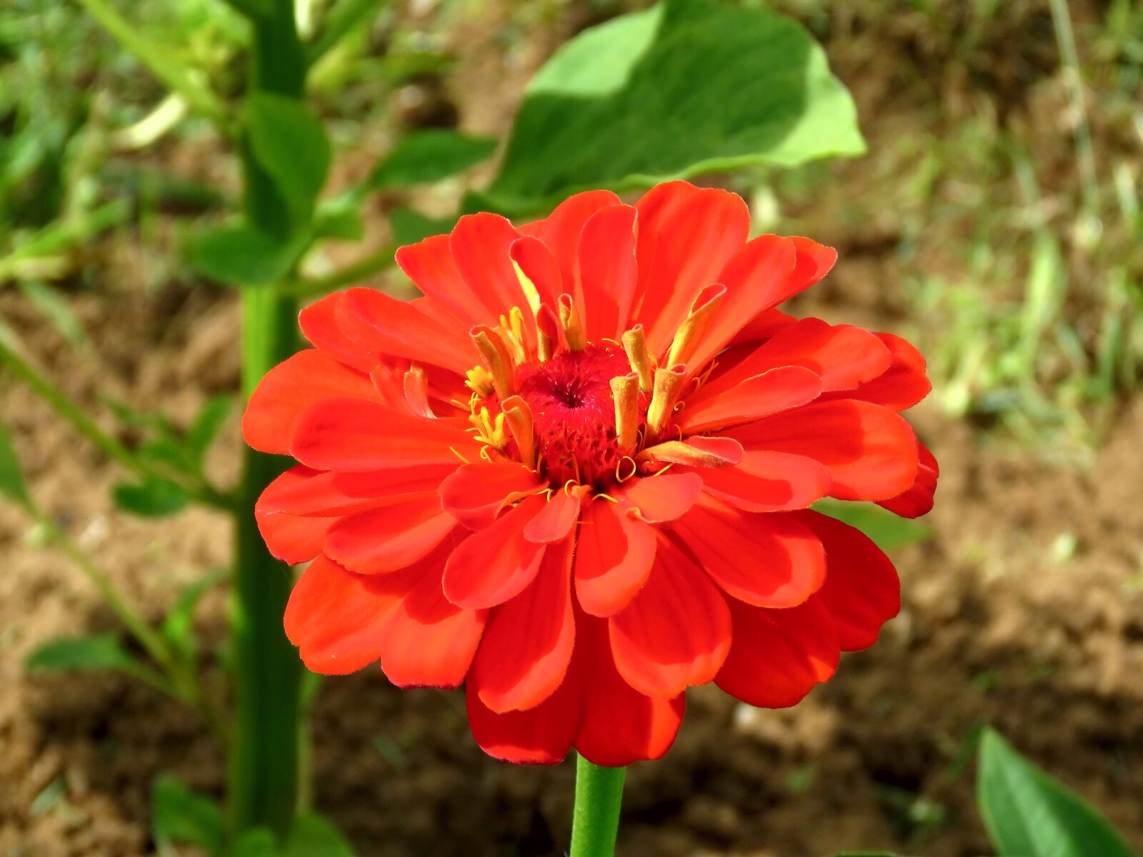 Canon PowerShot SX60 HS sample photo. Flower, zinnia, bloom photography