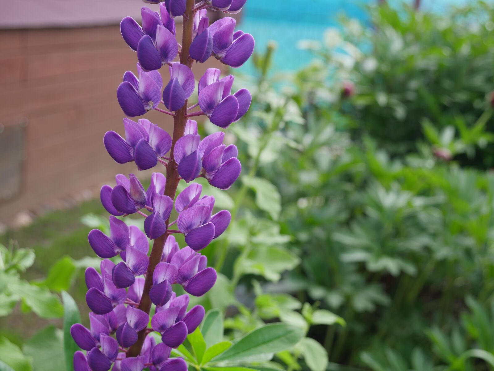 Panasonic Lumix DMC-GX8 sample photo. Lupine, purple lupine, wild photography