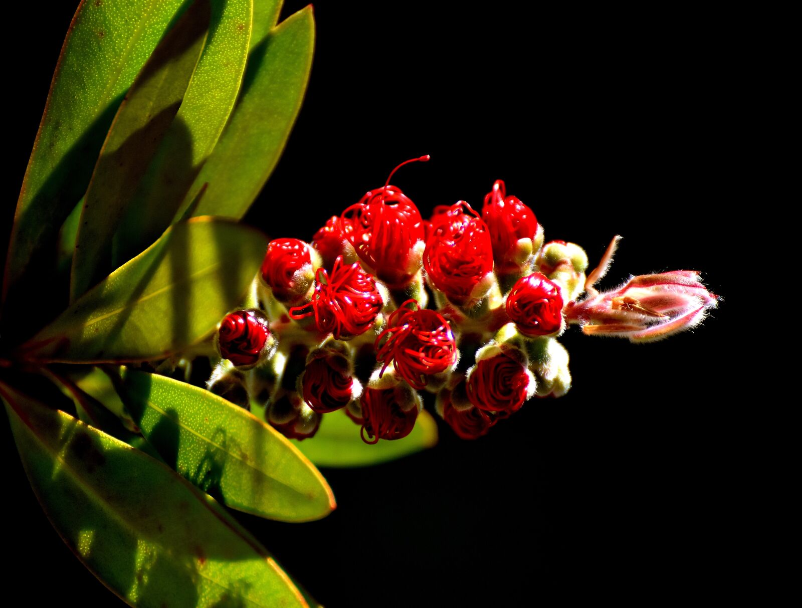 Nikon D7200 sample photo. Lemon bottlebrush, callistemon citrinus photography