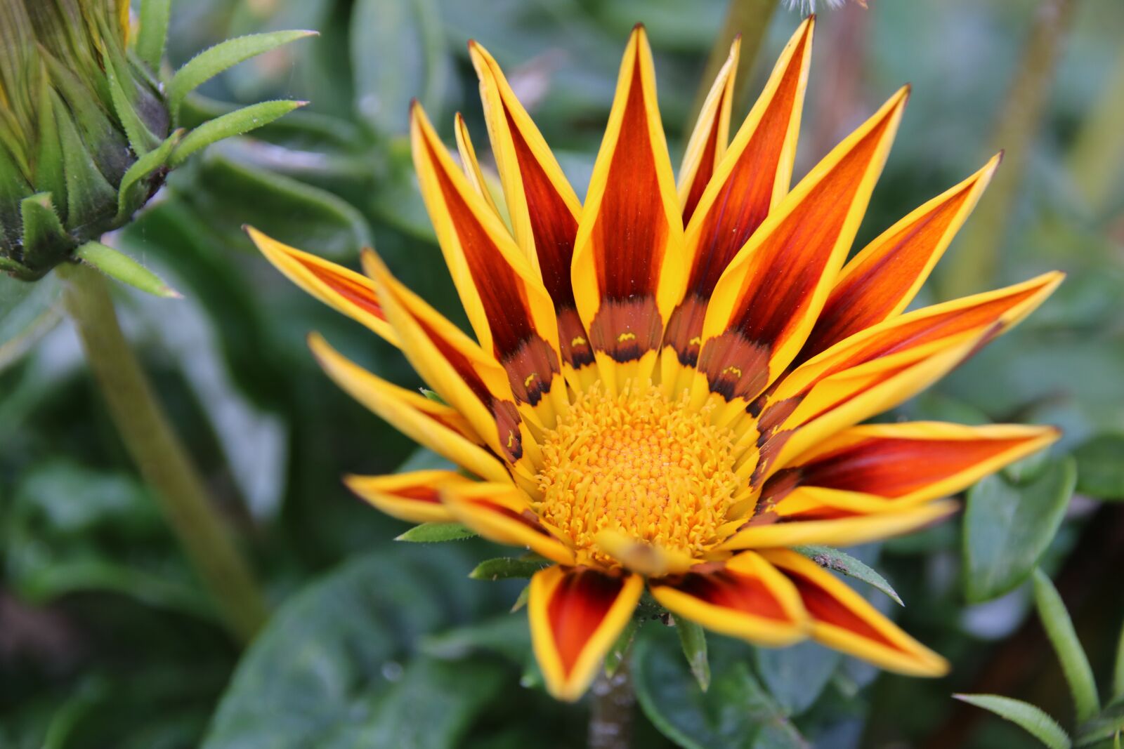 Canon EOS 750D (EOS Rebel T6i / EOS Kiss X8i) sample photo. Flower, gazania, light photography