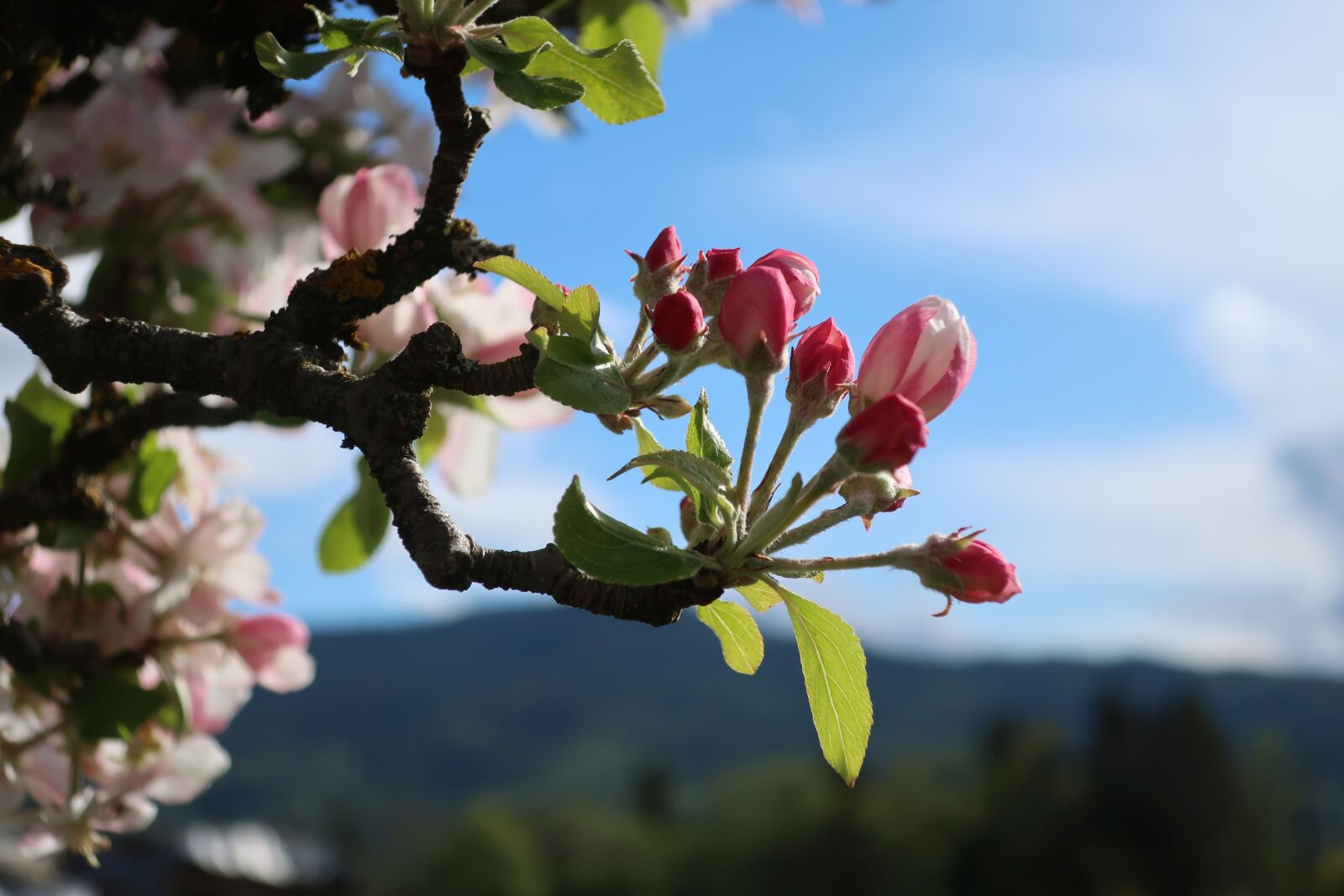 Canon PowerShot G9 X Mark II sample photo. Blossom, bloom, apple tree photography