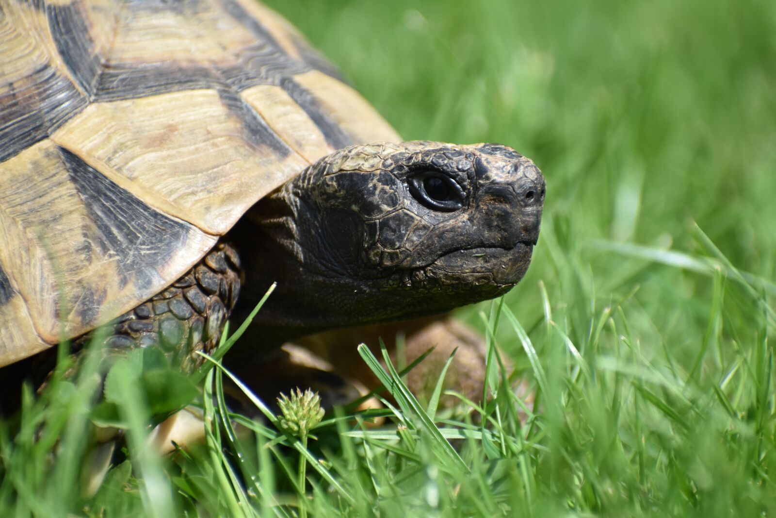 Nikon D3500 sample photo. Turtle, tortoise, greek tortoise photography