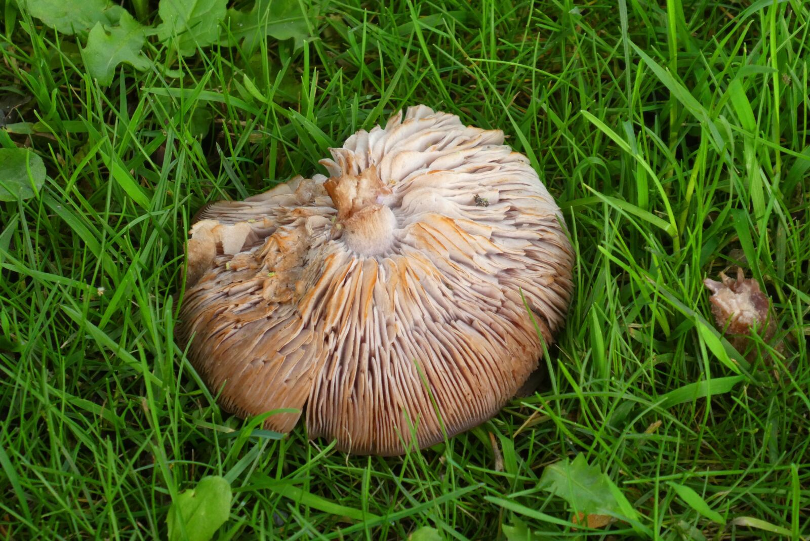 Panasonic Lumix DC-ZS70 (Lumix DC-TZ90) sample photo. Mushroom, pictures, tracks photography
