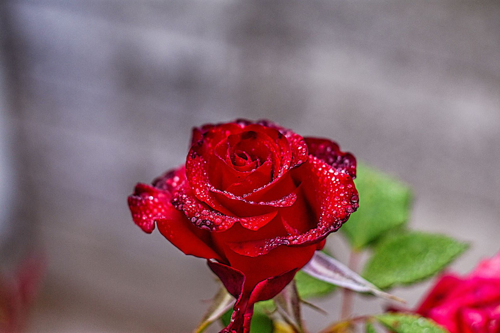Nikon D3400 sample photo. Red rose, flower, beauty photography
