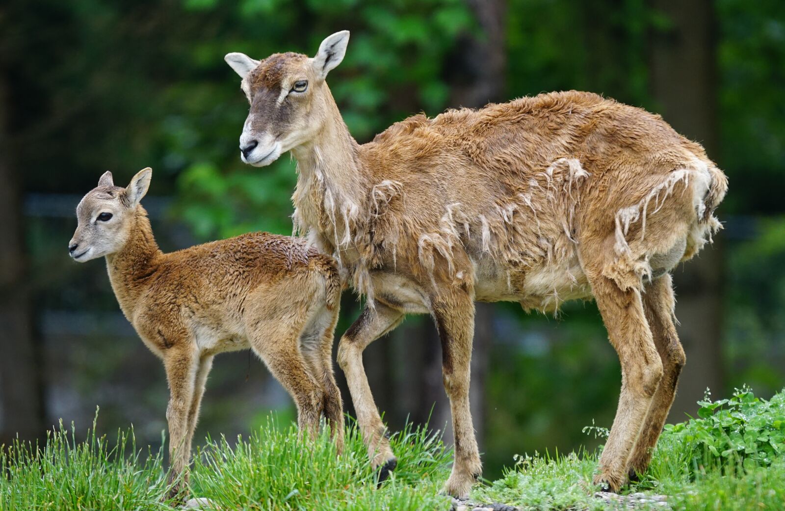 Sony ILCA-77M2 + Sony 70-400mm F4-5.6 G SSM sample photo. Mouflon, calf, mammal photography