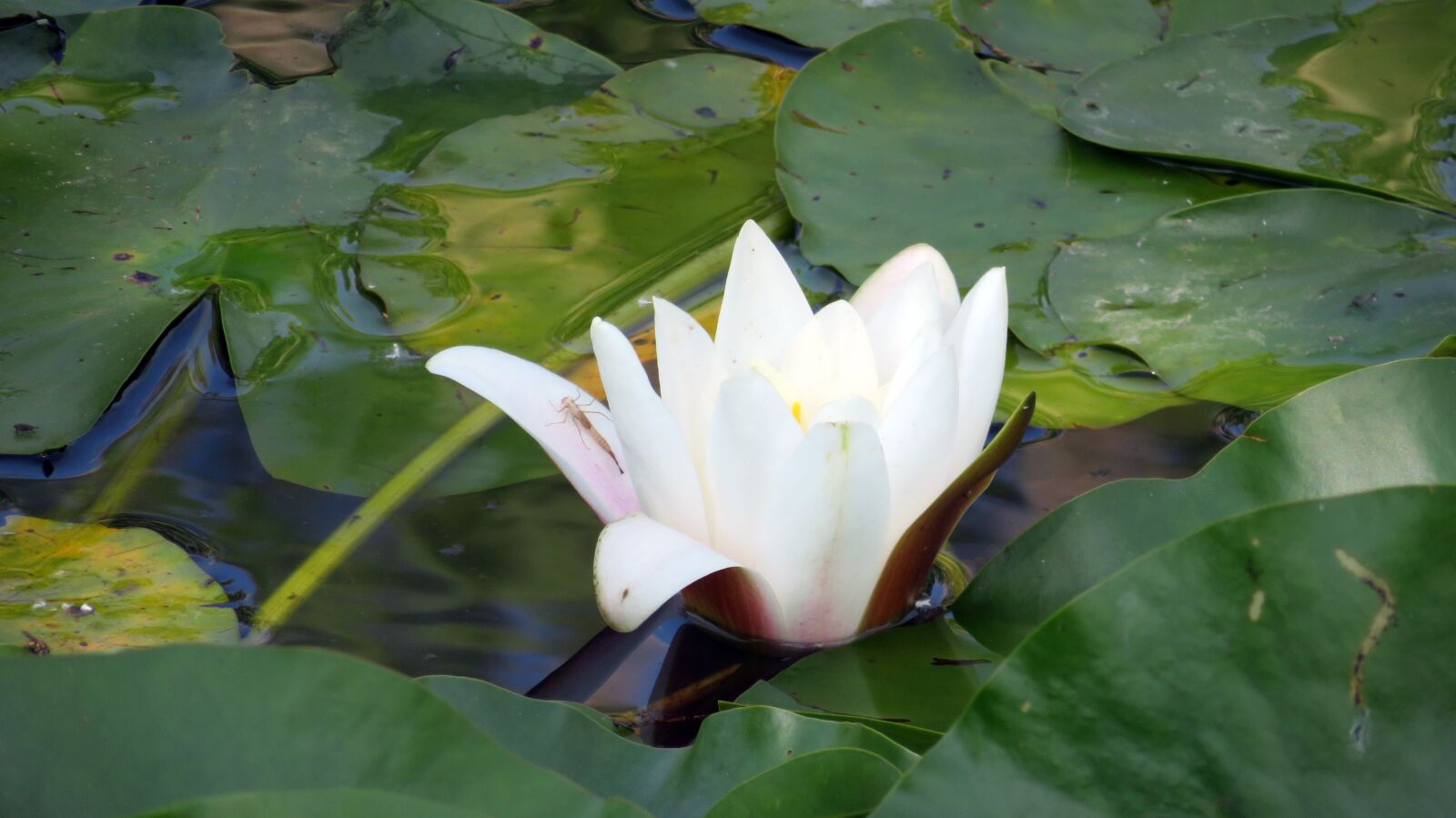 Canon PowerShot SX720 HS sample photo. Nature, pond plant, water photography