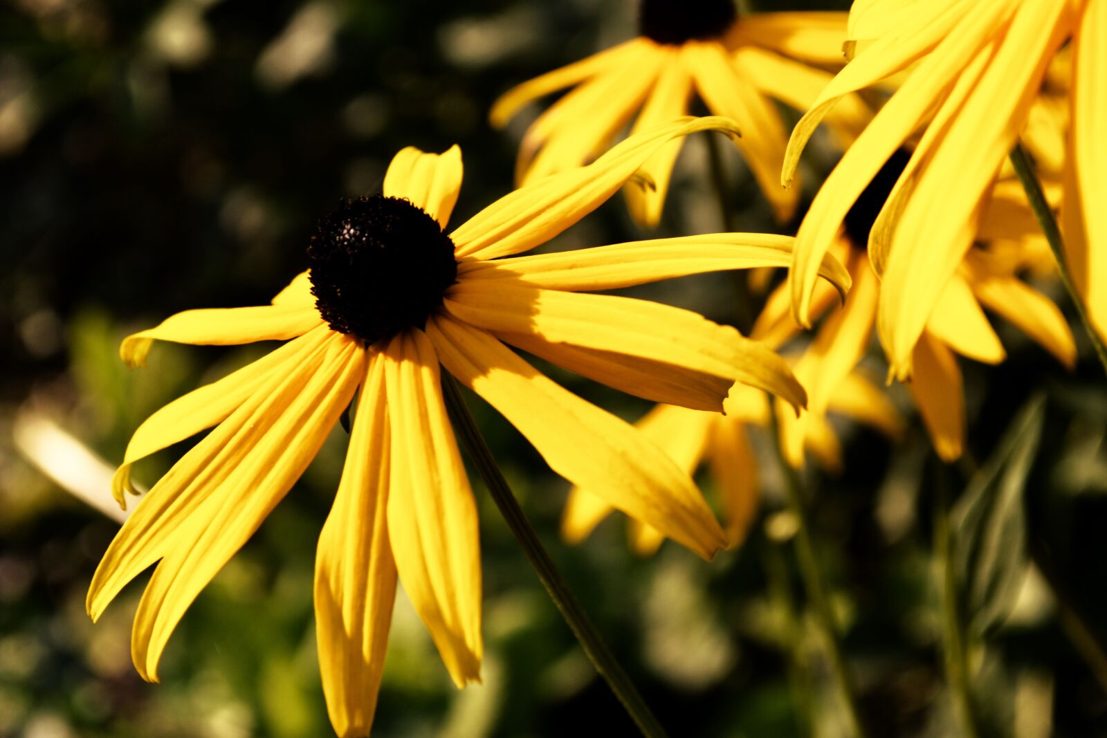 Nikon D3100 sample photo. Yellow flower, meadow, yellow photography