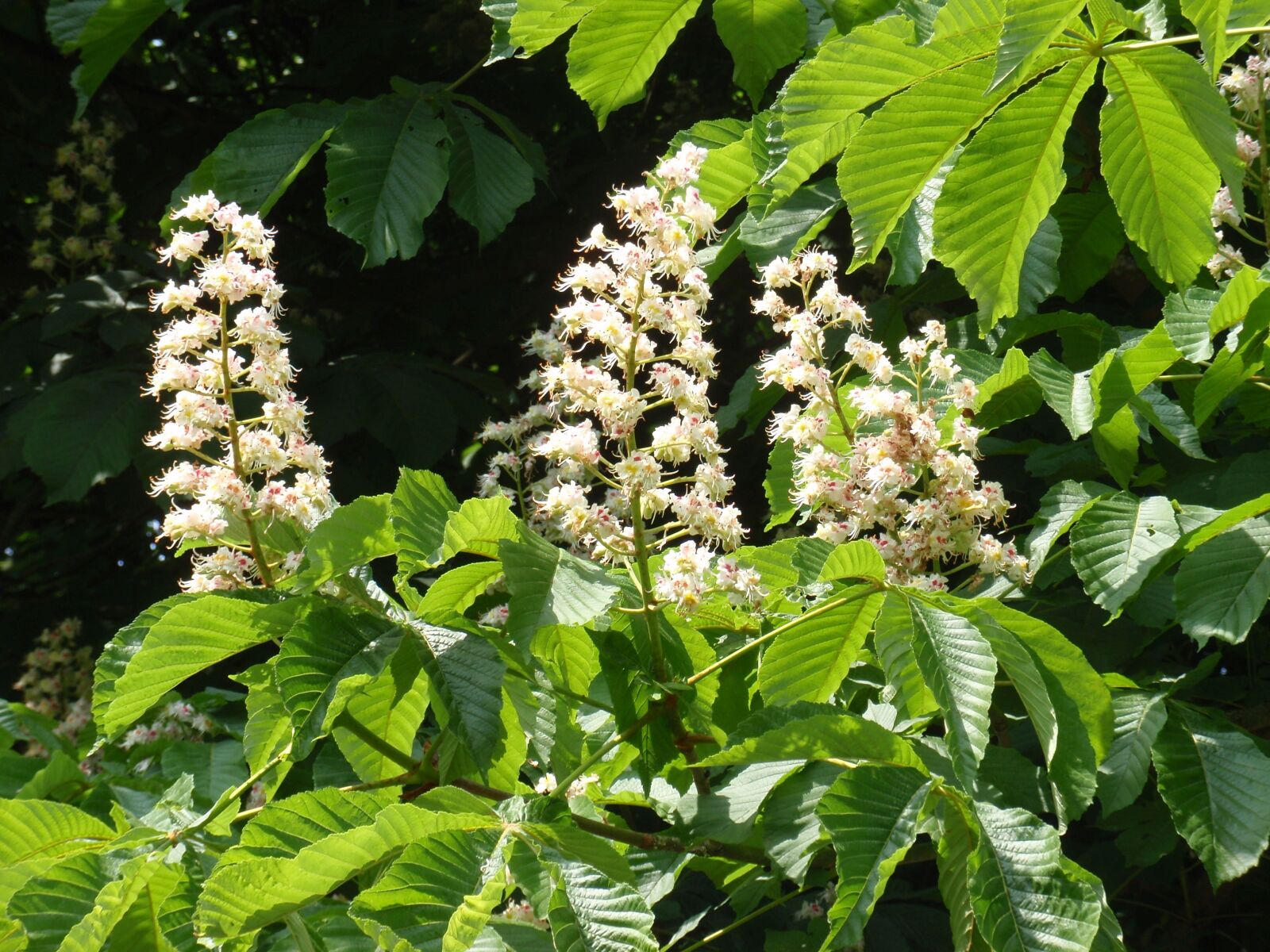 Olympus u1010,S1010 sample photo. Chestnut, blossom, bloom photography