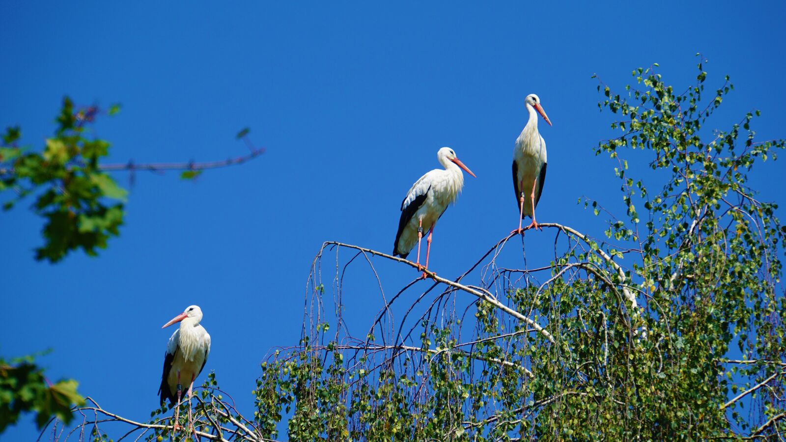 Sony E 18-200mm F3.5-6.3 OSS LE sample photo. Background, triplets, three storks photography