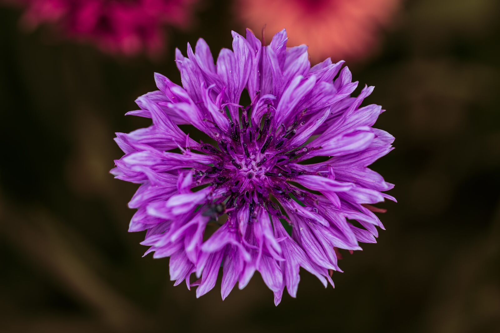 Canon EF 100mm F2.8L Macro IS USM sample photo. Flowers, close-up, nature photography