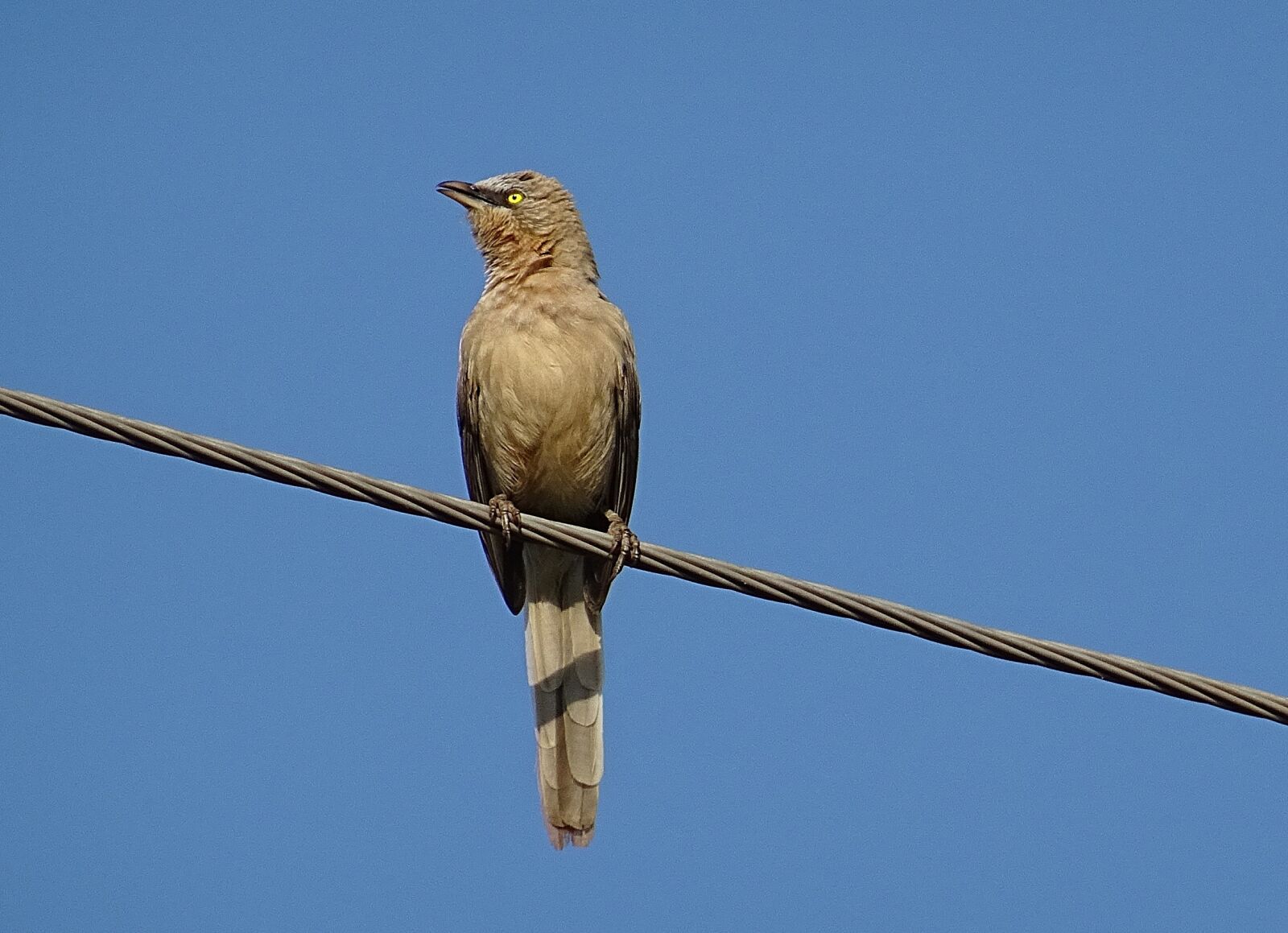 Sony DSC-HX60V sample photo. Bird, babbler, large grey photography