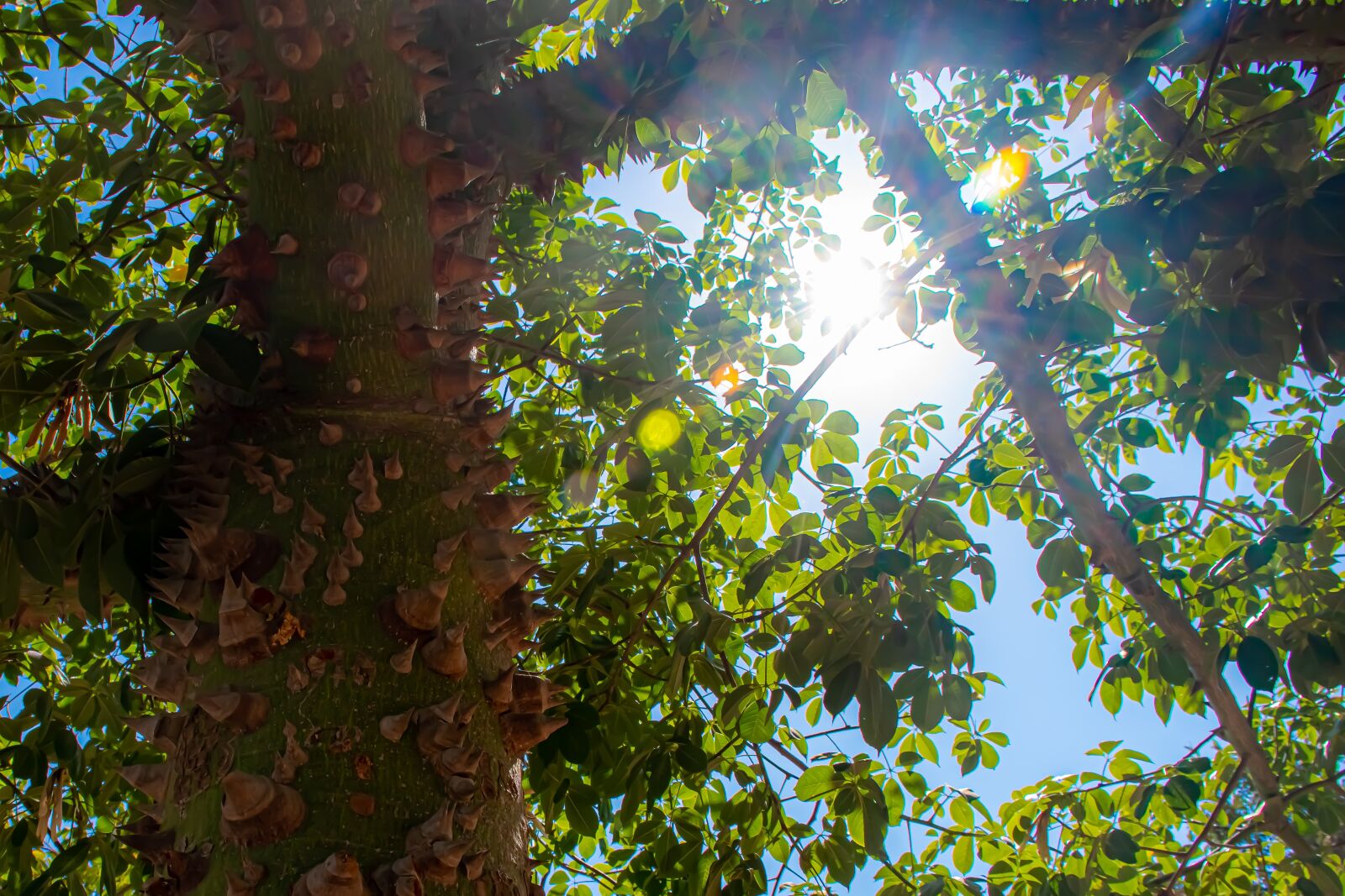 Nikon D5600 sample photo. Tree, sunlight, sharp photography