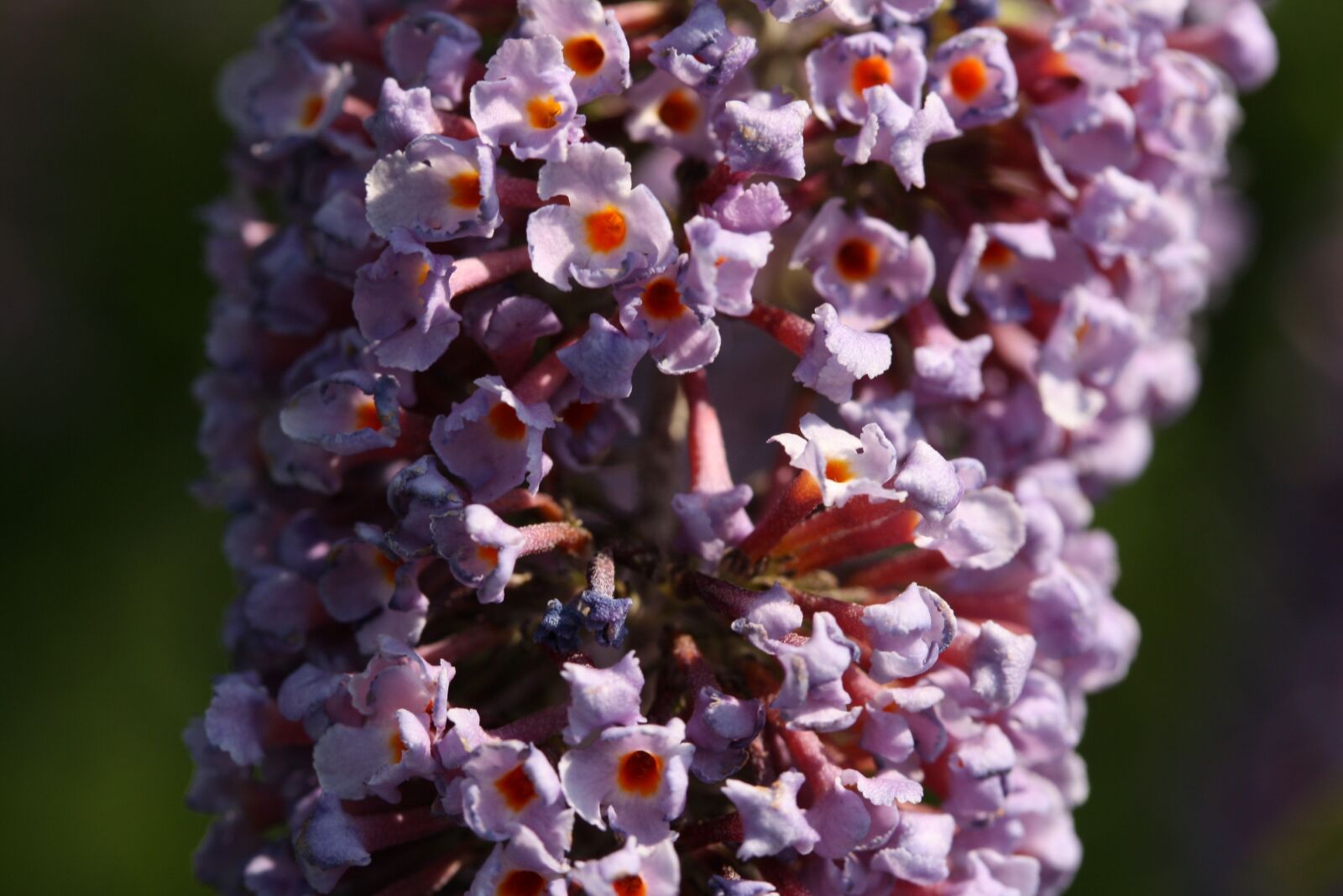 Canon EOS 1000D (EOS Digital Rebel XS / EOS Kiss F) sample photo. Lilac, blossom, bloom photography