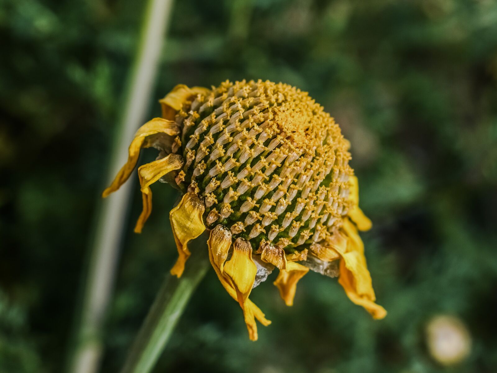 Nikon D3300 sample photo. Daisy, dry, flower photography