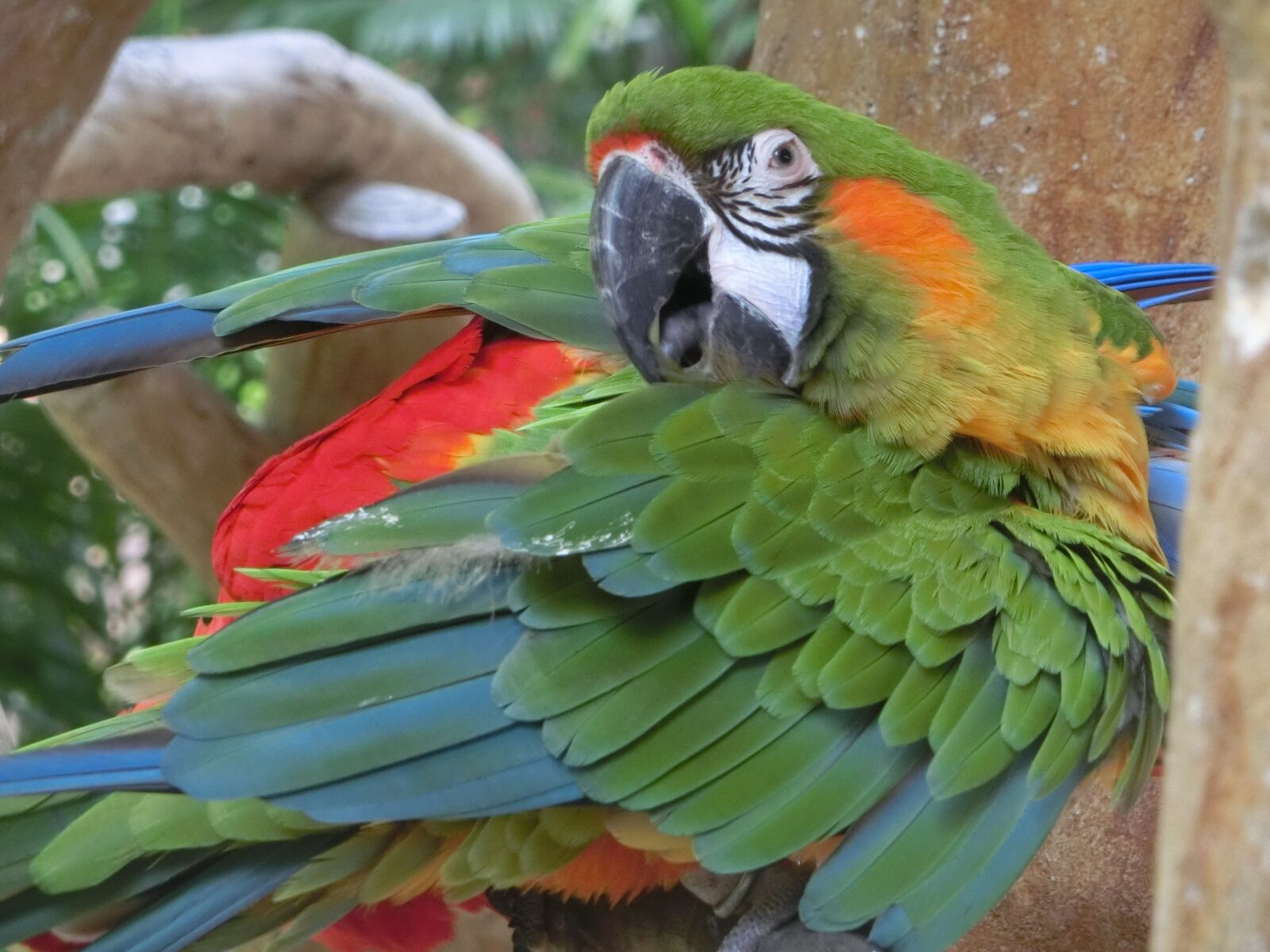CASIO EX-ZR850 sample photo. Macaw, parrot, singapore bird photography
