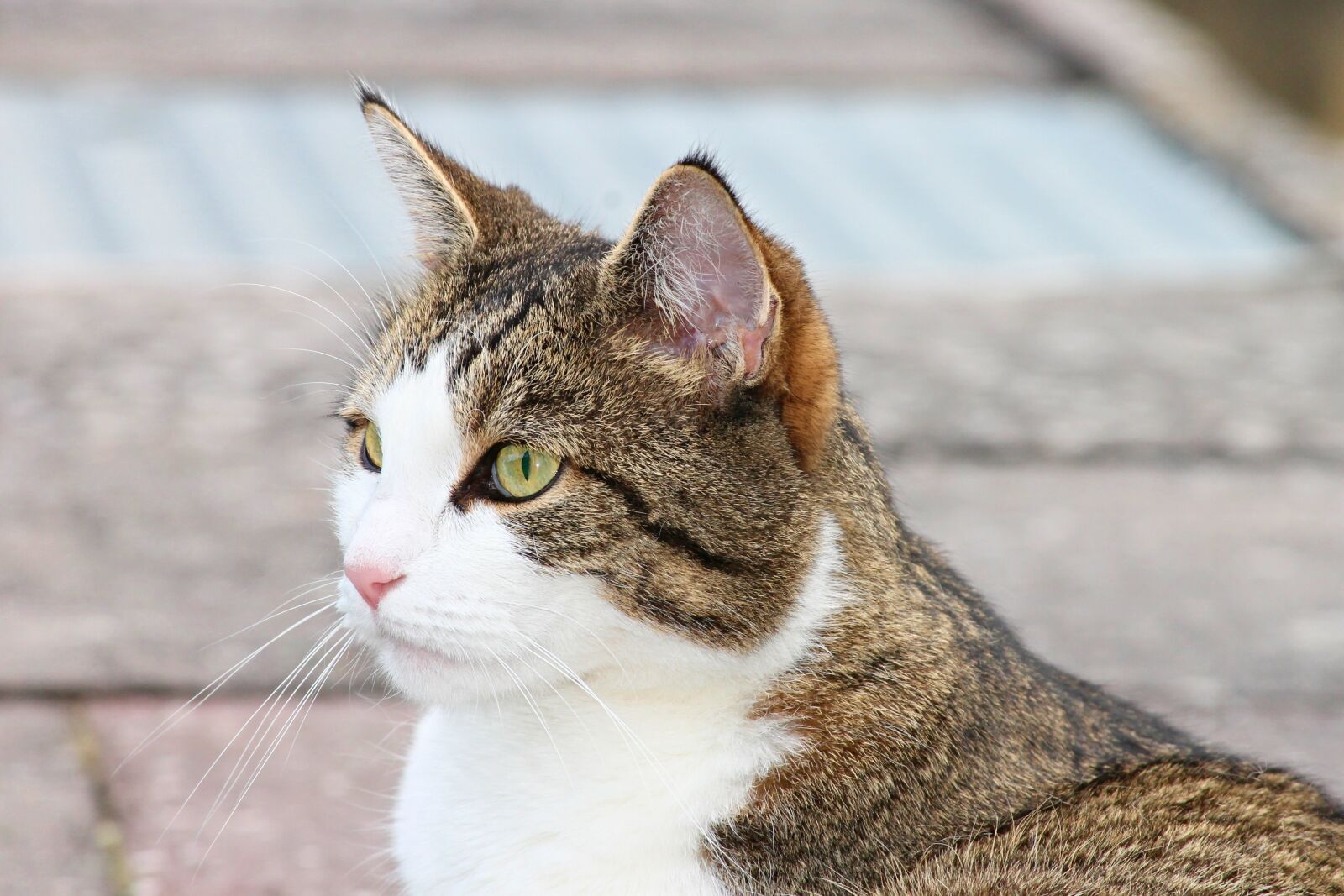 Canon EOS 1100D (EOS Rebel T3 / EOS Kiss X50) sample photo. Domestic cat, cat, pet photography