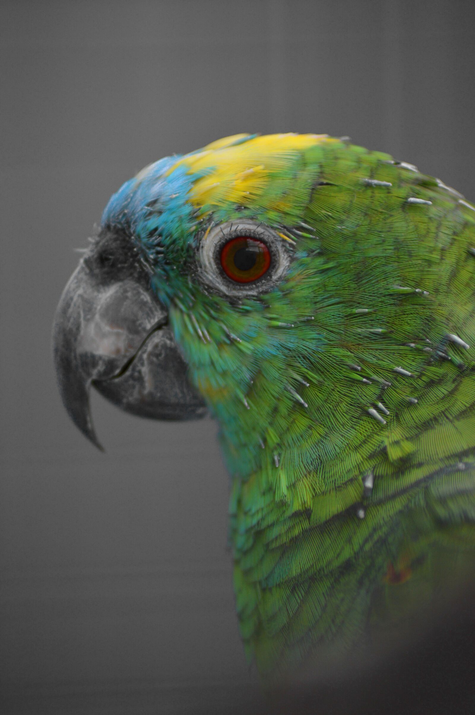 Nikon D3200 sample photo. Parrot, colorful, bird photography